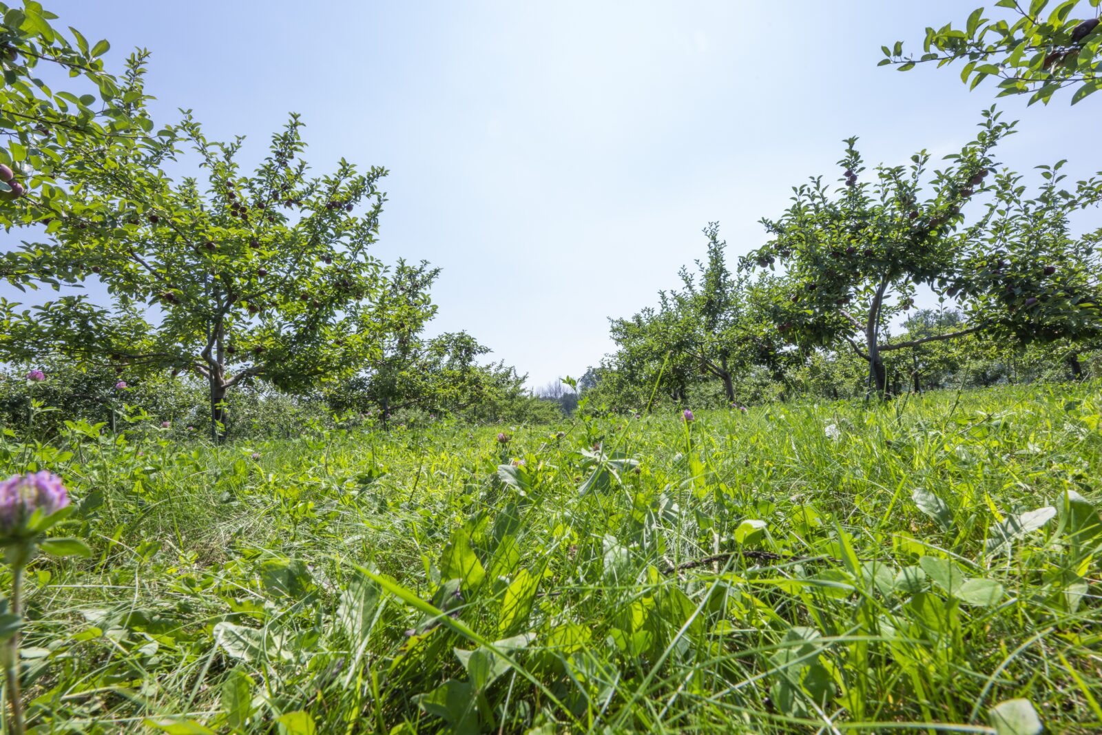 Apple Orchard in Wisconsin